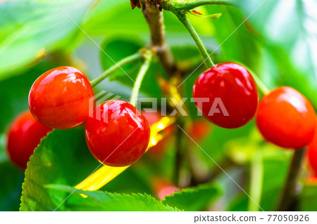Pesticide-free cherries Pesticide-free cherries 77050926