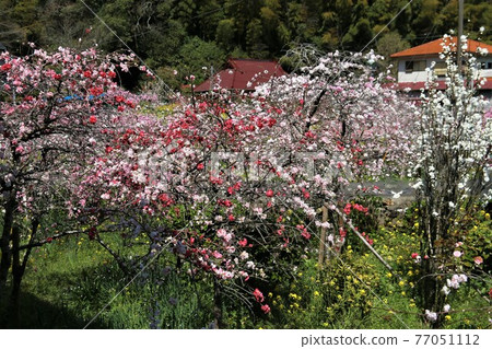 櫻花哭泣的下田仁大寺 櫻花哭泣的下田仁大寺 77051112