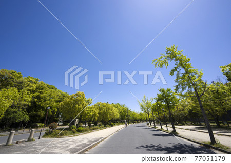新鮮的綠色大阪城公園 新鮮的綠色大阪城公園 77051179