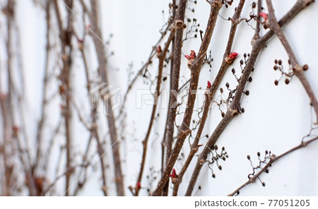 Branches of Parthenocissus quinquefolia without leaves 77051205