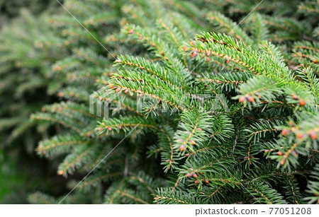 Green spruce branches close up Green spruce branches close up 77051208
