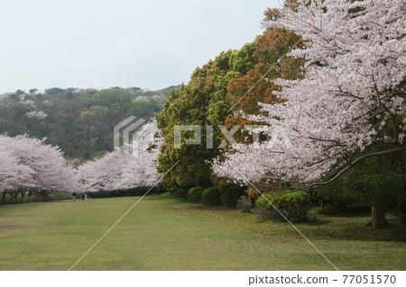 盛開公園的東伊豆櫻花 77051570