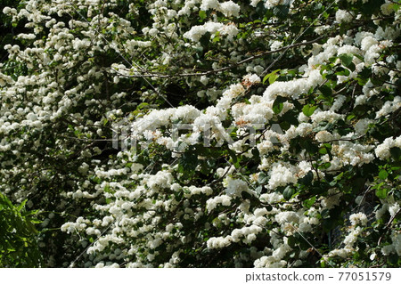 Odemari Japanese Snowball 77051579