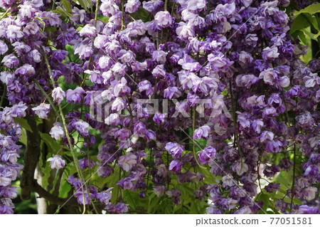 Yaekuro Ryuto Japanese wisteria 77051581