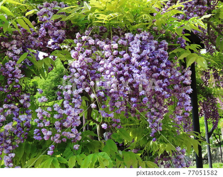 Yaekuro Ryuto Japanese wisteria 77051582