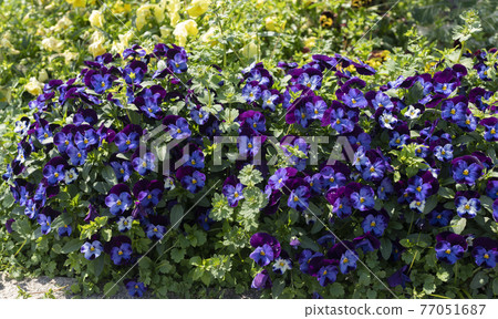 Dark purple pansy strain Dark purple pansy strain 77051687