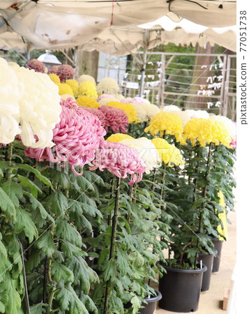 Autumn chrysanthemum flower exhibition Autumn chrysanthemum flower exhibition 77051738