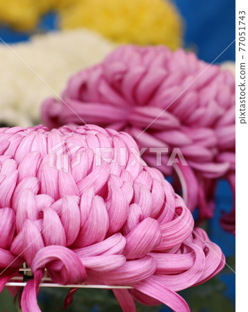 Autumn chrysanthemum flower exhibition 77051743