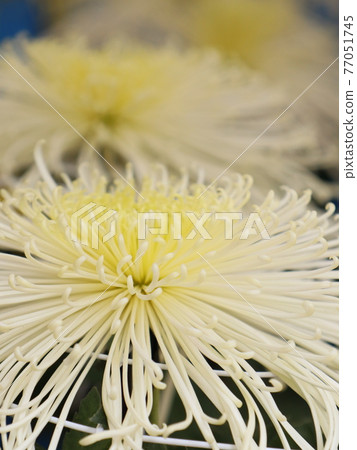 秋菊花展 77051745