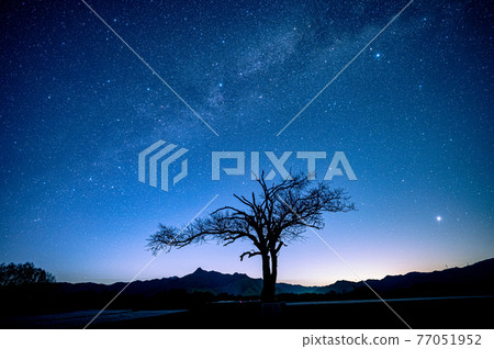 Yatsugatake Plateau Nobeyama Milky Way, Summer Constellation and Yamanashi Tree Dawn 77051952