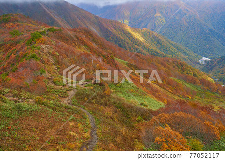 秋季從群馬縣谷川岳天神山口展望台眺望天神嶺和谷川岳索道道合口站的方向 77052117