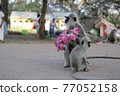 Sri Lanka monkey with a black face 77052158