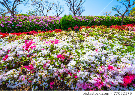 世博公園杜鵑花 世博公園杜鵑花 77052179