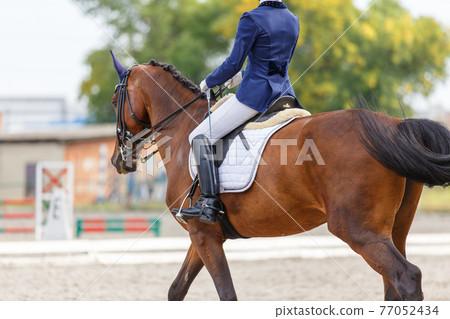 Young girl riding horse at dressage advanced test Young girl riding horse at dressage advanced test 77052434