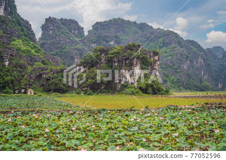 The panorama of lotus ponds in peaceful and quiet countryside. This is the flower of the Buddha and is useful for human food 77052596