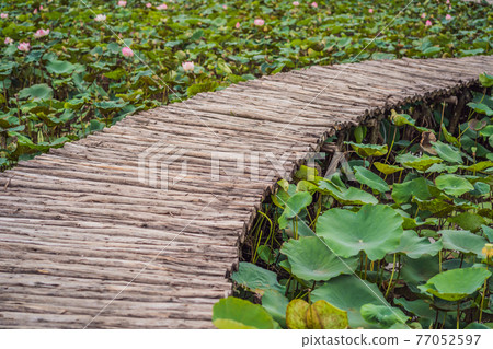 Wooden walkway made from old gray logs 77052597