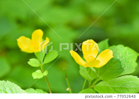 Yamabukisou 77052648