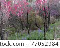 Pink forest that heralds spring 77052984