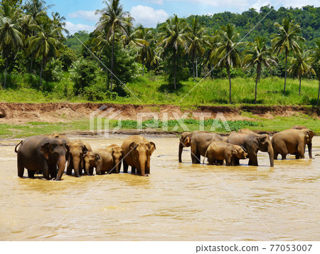 Asian elephant herd (Sri Lanka elephant orphanage) 77053007