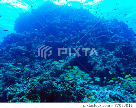 石垣島水下（水肺潛水） 77053011