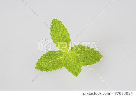 Mint leaves 77053034