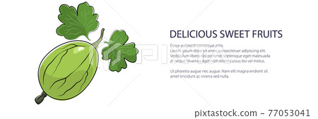 Sweet green berry gooseberry banner Sweet green berry gooseberry banner 77053041