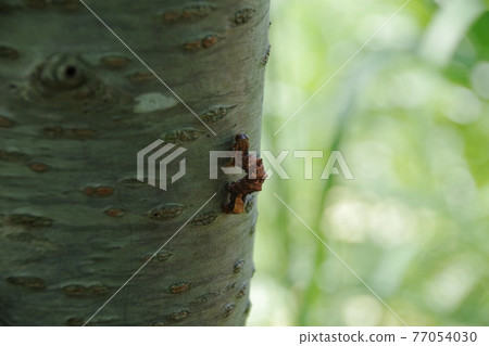 Insect moth climbing a tree hard Insect moth climbing a tree hard 77054030