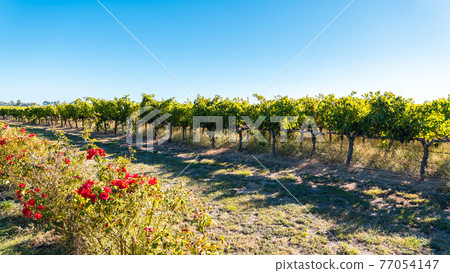 Coonawarra vineyards along the Riddoch Hwy Coonawarra vineyards along the Riddoch Hwy 77054147