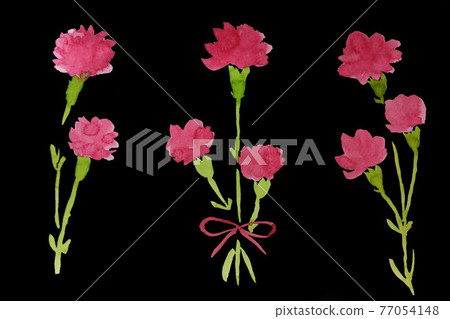 康乃馨紅色母親節黑色背景透明水彩手寫插圖 77054148