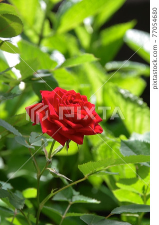Mini roses bloomed beautifully Mini roses bloomed beautifully 77054680