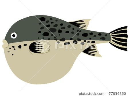 Illustration of a blowfish 77054860