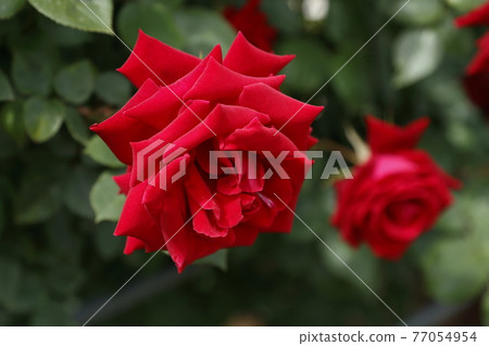 Arao City Ominous Citizen Flower Bed Rose Flower, Arao City Ominous Citizen Flower Bed Rose Flower, 77054954