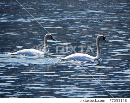 漂浮在水面上的天鵝 77055158