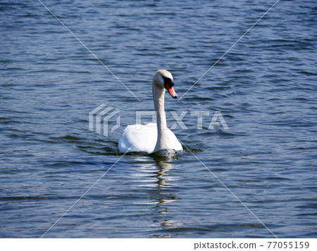 漂浮在水面上的天鵝 漂浮在水面上的天鵝 77055159