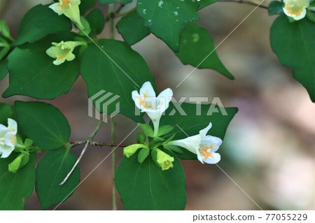 小螺旋槳形花,鋸齒狀小花 小螺旋槳形花,鋸齒狀小花 77055229