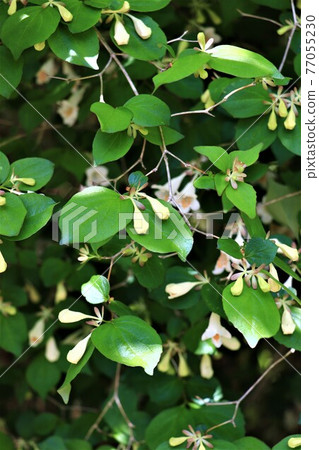 初夏花，Abelia spathulata 芽 77055230