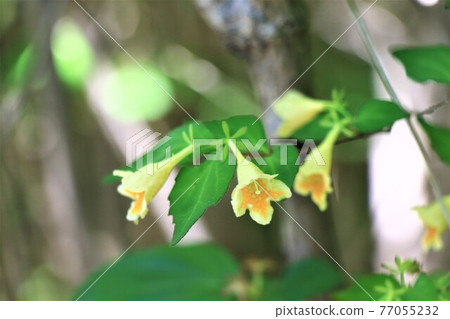Early summer flower, Abelia spathulata Early summer flower, Abelia spathulata 77055232