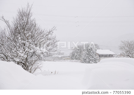 長野縣白馬村的雪景 長野縣白馬村的雪景 77055390