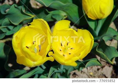 [Variety: Yellow Komachi] Tulips with long-lasting yellow petals 77055852
