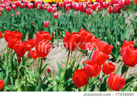 [Variety: Beniki] Tulips with glossy red petals 77056060