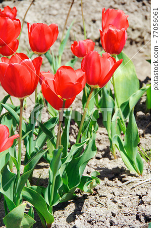 [Variety: Beniki] Tulips with glossy red petals 77056061