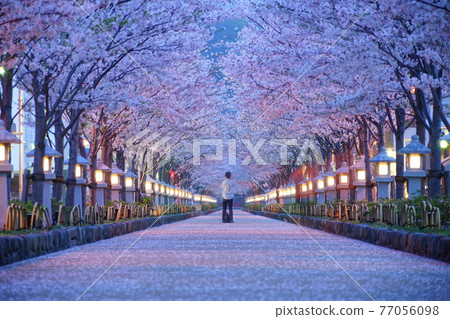 鶴岡八幡宮入口處的一排櫻花樹 77056098