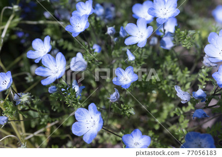 Nemophila Nemophila 77056183