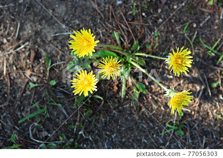 蒲公英 77056303