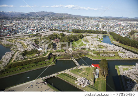 北海道函館市五棱郭公園的櫻花 北海道函館市五棱郭公園的櫻花 77056480