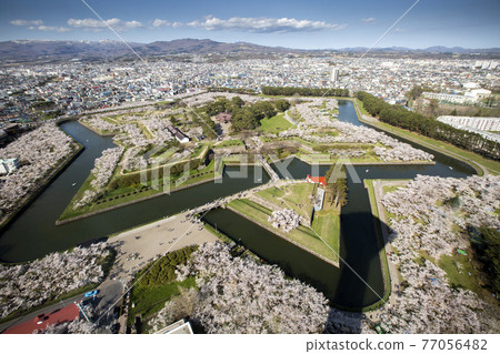 北海道函館市五棱郭公園的櫻花 北海道函館市五棱郭公園的櫻花 77056482