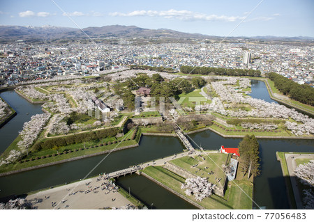 北海道函館市五棱郭公園的櫻花 77056483