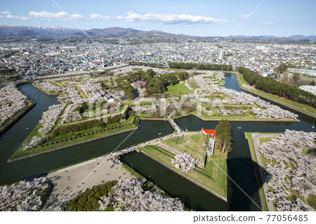 北海道函館市五棱郭公園的櫻花 北海道函館市五棱郭公園的櫻花 77056485