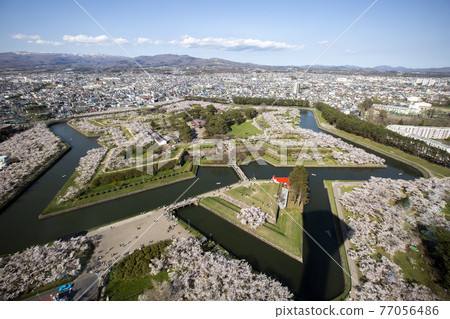 北海道函館市五棱郭公園的櫻花 北海道函館市五棱郭公園的櫻花 77056486