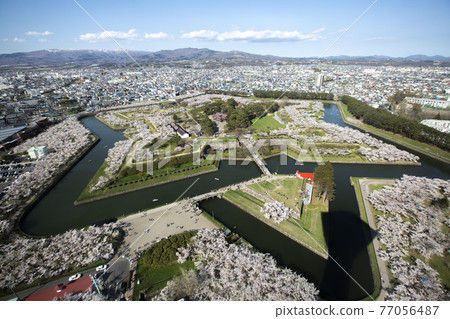 北海道函館市五棱郭公園的櫻花 77056487